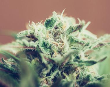 High Altitude Seed House - CBD Critical Mass cannabis seed
