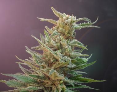 High Altitude Seed House - Stoned Henge cannabis seed