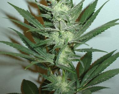Homegrown Fantaseeds - Armageddon cannabis seed