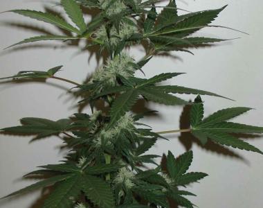 Homegrown Fantaseeds - CH.1 cannabis seed