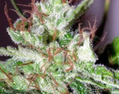 Homegrown Fantaseeds - Haze cannabis seed