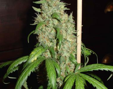 Homegrown Fantaseeds - Homegrown Skunk #1 cannabis seed
