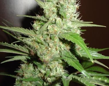 Homegrown Fantaseeds - Jack Herer cannabis seed