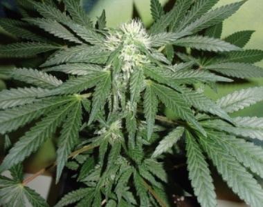 Homegrown Fantaseeds - Lowryder cannabis seed