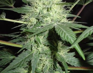Homegrown Fantaseeds - Northern Light Auto cannabis seed