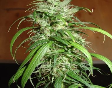 Homegrown Fantaseeds - SPR Haze cannabis seed