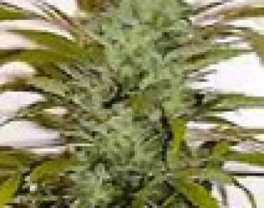 Homegrown Fantaseeds - Super Crystal cannabis seed