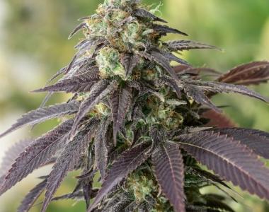 Humboldt Seed Organisation - 707 Headband cannabis seed