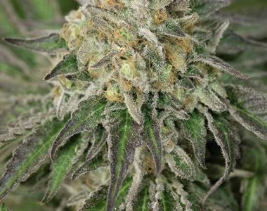 Humboldt Seed Organisation - Amherst Sour Diesel cannabis seed