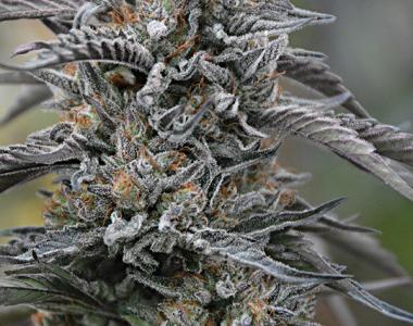 Humboldt Seed Organisation - Black D.O.G. cannabis seed