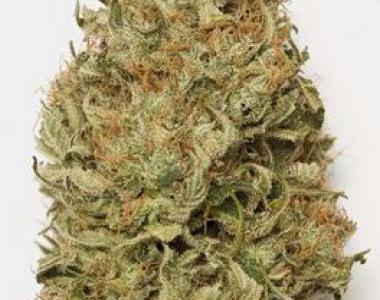 Humboldt Seed Organisation - Blue Dream Auto cannabis seed