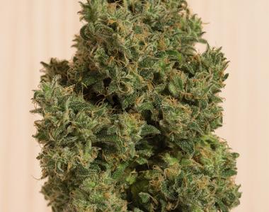 Humboldt Seed Organisation - Blue Dream CBD cannabis seed