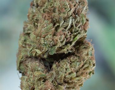 Humboldt Seed Organisation - Blueberry Headband cannabis seed