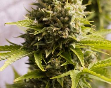 Humboldt Seed Organisation - Bubba Cheese Auto cannabis seed