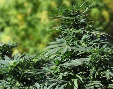 Humboldt Seed Organisation - Bubba Kush 2.0 cannabis seed