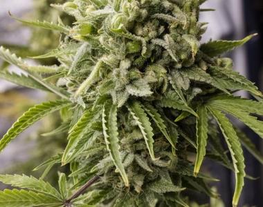 Humboldt Seed Organisation - Bubba Kush Auto cannabis seed