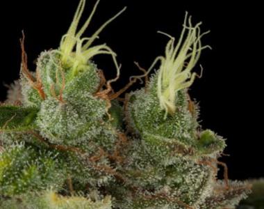 Humboldt Seeds - Bubba Kush cannabis seed