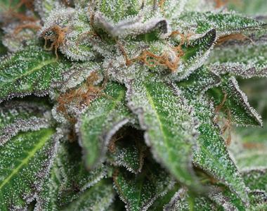 Humboldt Seed Organisation - Bubba Kush cannabis seed
