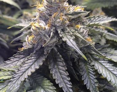 Humboldt Seed Organisation - Bubba\'s Gift cannabis seed