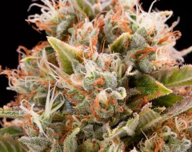 Humboldt Seeds - Chemdawg cannabis seed