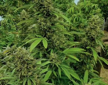 Humboldt Seed Organisation - Chemdawg cannabis seed