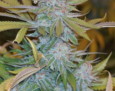 Humboldt Seed Organisation - Chocolate Mint OG cannabis seed