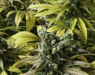 Humboldt Seed Organisation - Desert Diesel cannabis seed