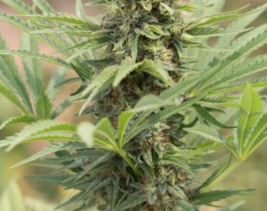 Humboldt Seed Organisation - Devoverde Haze cannabis seed
