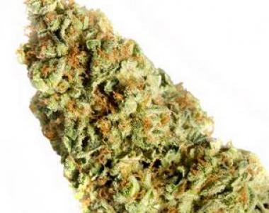 Humboldt Seed Organisation - Dr Greenthumb\'s EM-Dog by B-Real cannabis seed