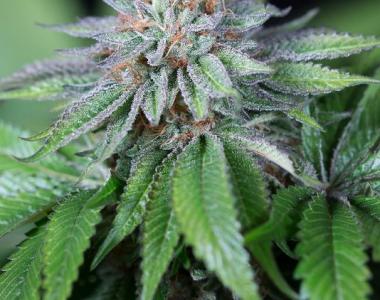 Humboldt Seed Organisation - EWE2 cannabis seed