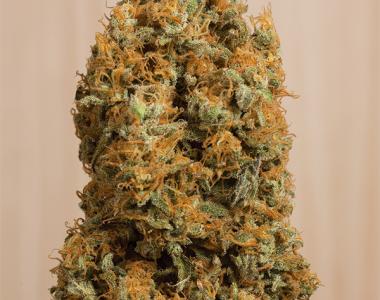 Humboldt Seed Organisation - Green Crack CBD cannabis seed