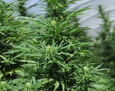Humboldt Seed Organisation - Green Crack cannabis seed