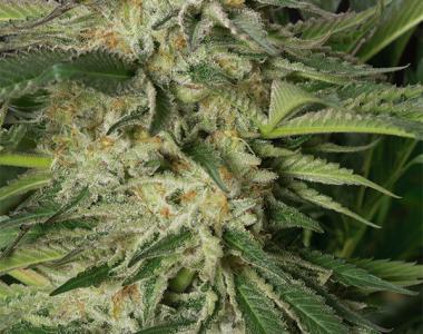 Humboldt Seed Organisation - Lemon Garlic OG cannabis seed