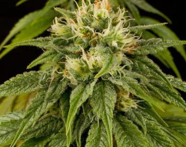 Humboldt Seed Organisation - Lemon Juice Express Auto cannabis seed
