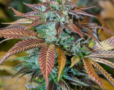 Humboldt Seed Organisation - Lemon Kush Headband cannabis seed