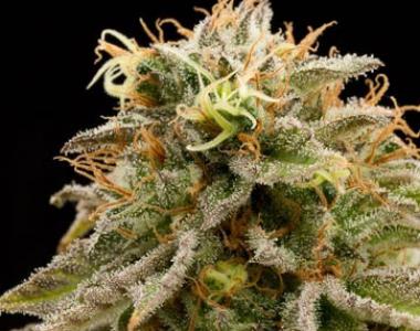 Humboldt Seeds - Lemon Thai Kush cannabis seed