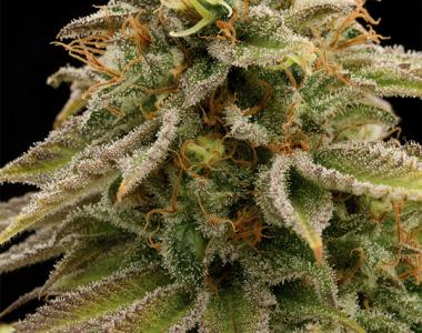 Humboldt Seed Organisation - Lemon Thai Kush cannabis seed