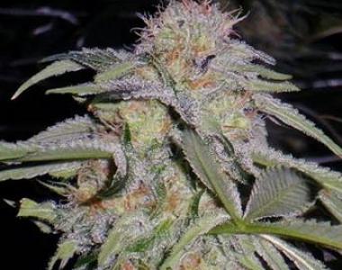 Humboldt Seed Organisation - Lost Coast Hashplant cannabis seed