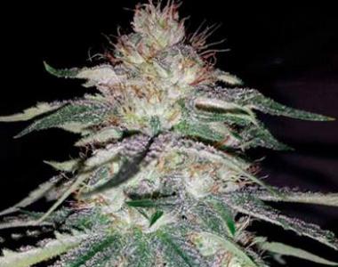 Humboldt Seed Organisation - Lost Coast OG cannabis seed