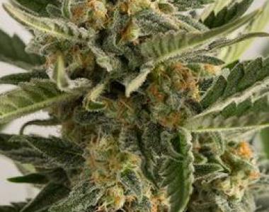 Humboldt Seed Organisation - Lost Coast Skunk Auto cannabis seed