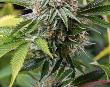 Humboldt Seeds - Mango Sapphire cannabis seed