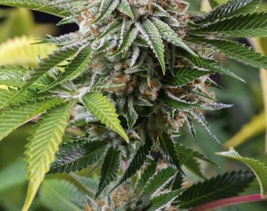 Humboldt Seed Organisation - Mango Sapphire cannabis seed