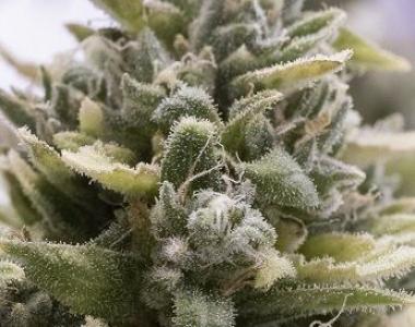Humboldt Seeds - OG Kush Auto cannabis seed