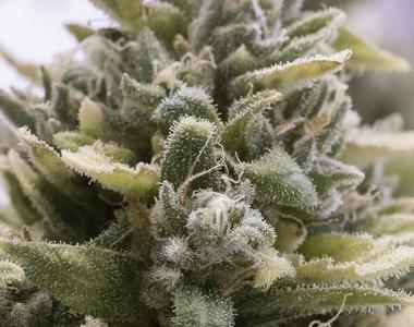Humboldt Seed Organisation - OG Kush Auto cannabis seed
