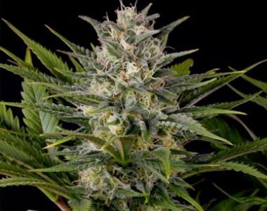 Humboldt Seeds - Pineapple Skunk cannabis seed