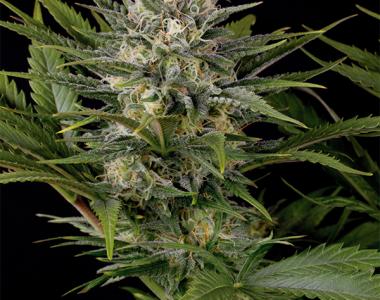 Humboldt Seed Organisation - Pineapple Skunk cannabis seed