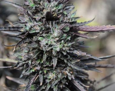 Humboldt Seed Organisation - Purple Trainwreck cannabis seed