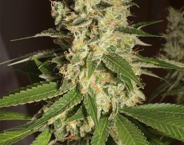 Humboldt Seed Organisation - Raspberry Diesel cannabis seed