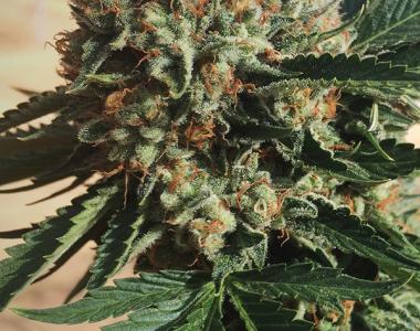Humboldt Seed Organisation - Sapphire OG cannabis seed