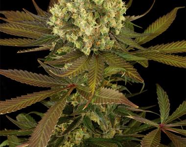 Humboldt Seed Organisation - Sour Blueberry cannabis seed